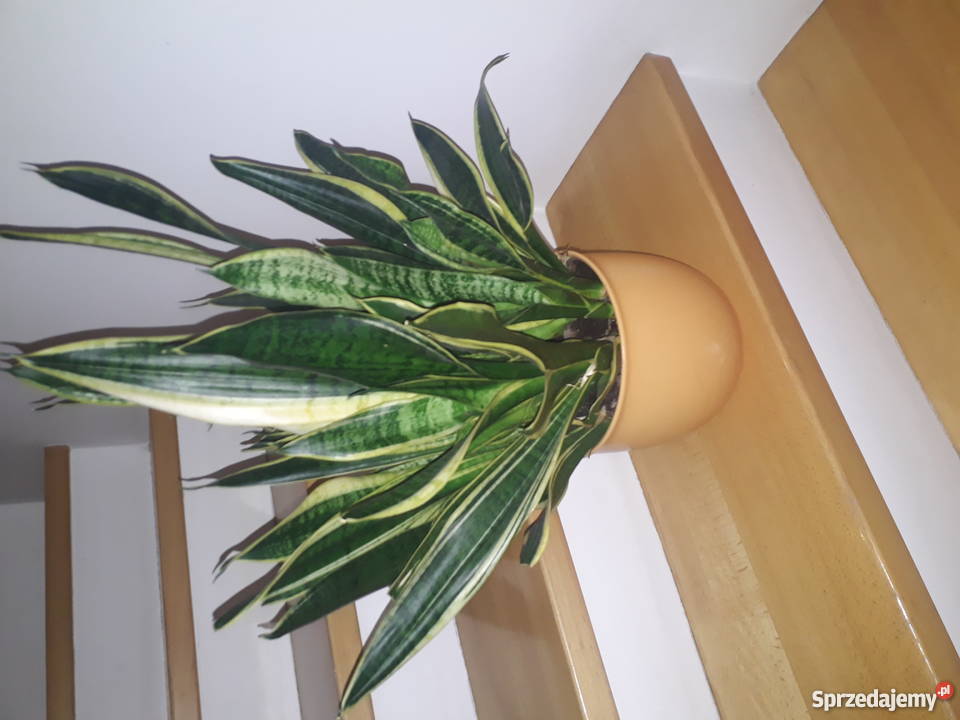 Roślina doniczkowa domowa Sanseviera Poznań