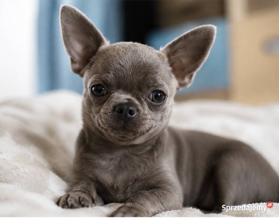 Reproduktor chihuahua Lilac badania DNA Chihuahua Bełchatów