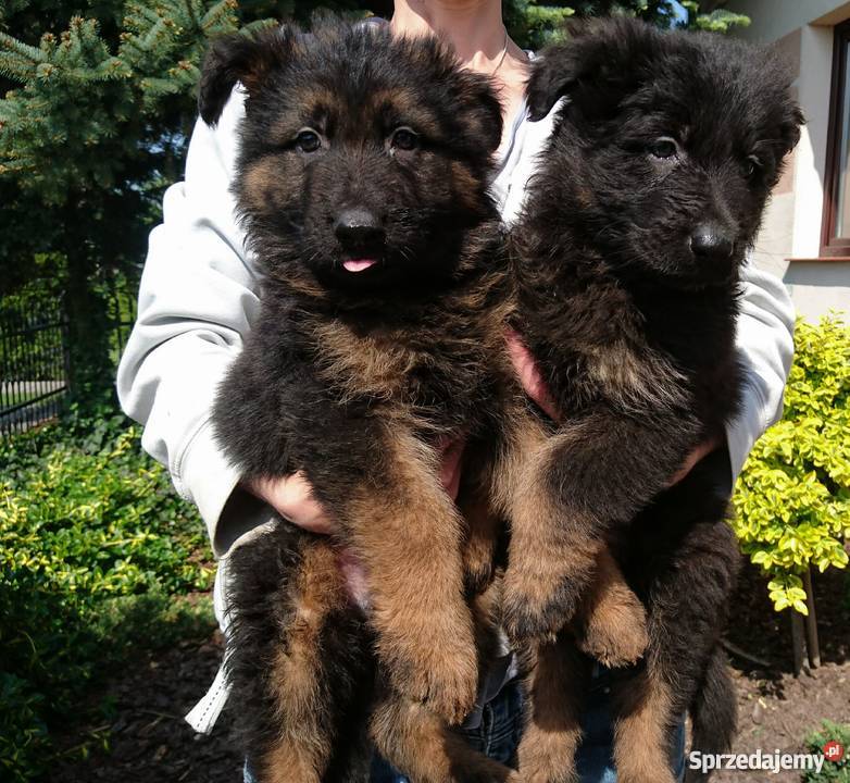 Owczarek niemiecki szczenięta długowłose Milżyn