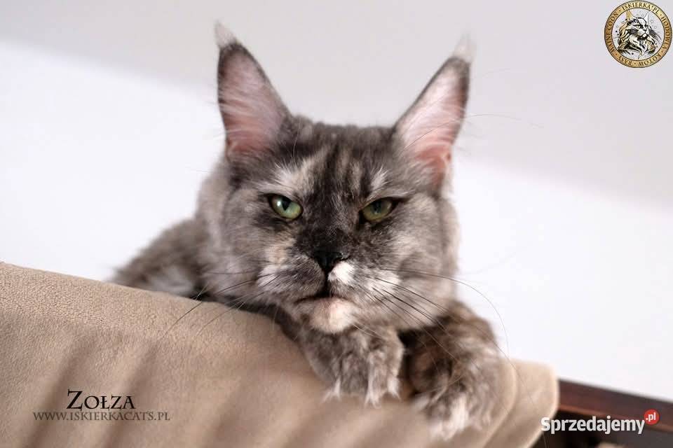Kotka maine coon srebrzysta Warszawa sprzedam
