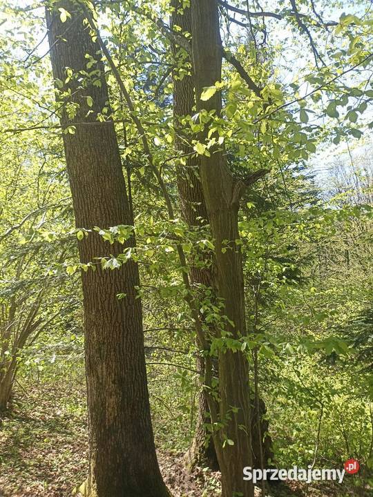 Las Karwodrza połowa małopolskie