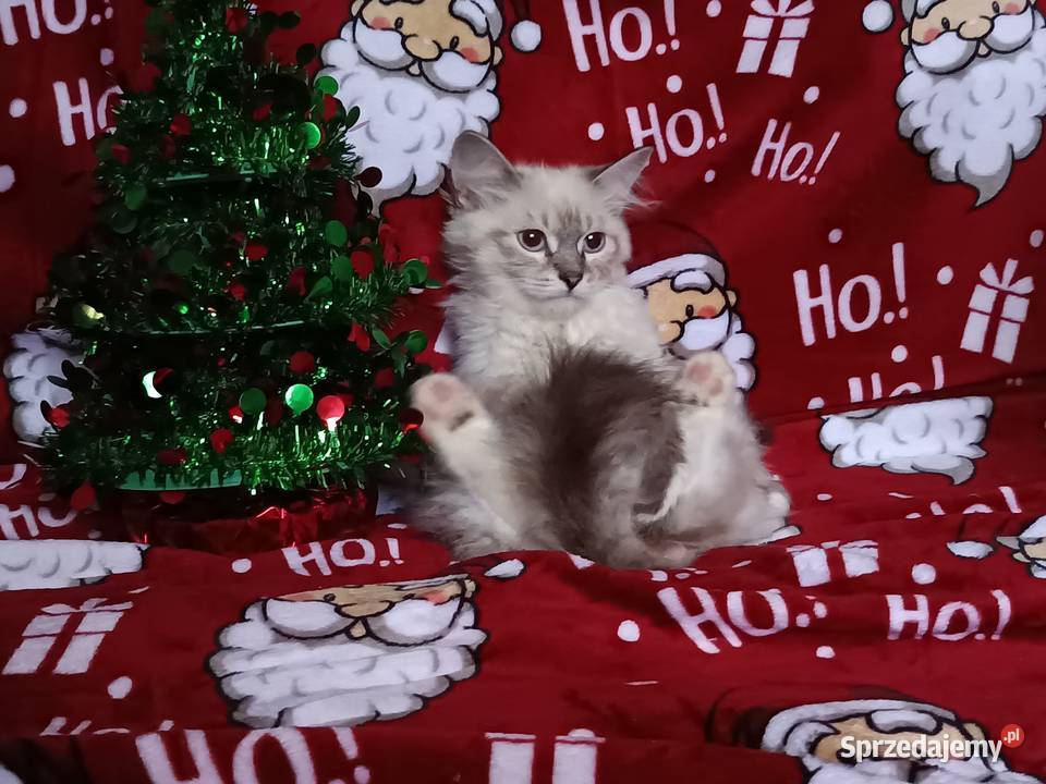 Koty Syberyjskie Neva Masquerade NINJA Kwilcz