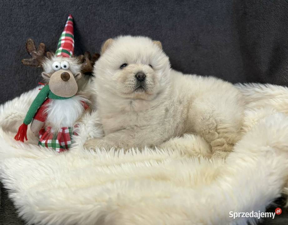 CHOW CHOW PIĘKNA SUNIA KREMOWA DO ODBIORU Warszawa