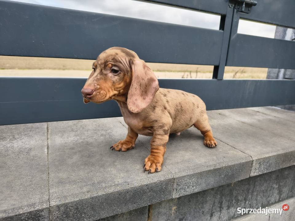 Jamnik Dackel dachshund choco merle sprzedam