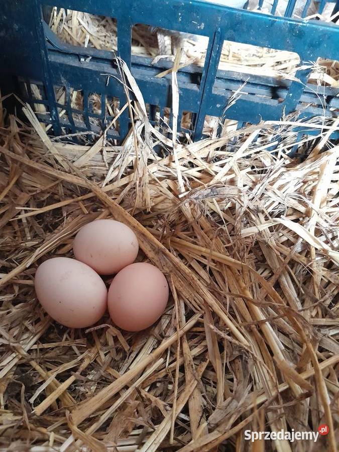 Sprzedam swojskie jajka Jaja Sośnicowice sprzedam