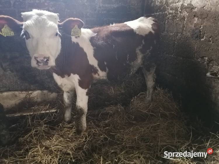 Cielak byk Branew Ordynacka sprzedam