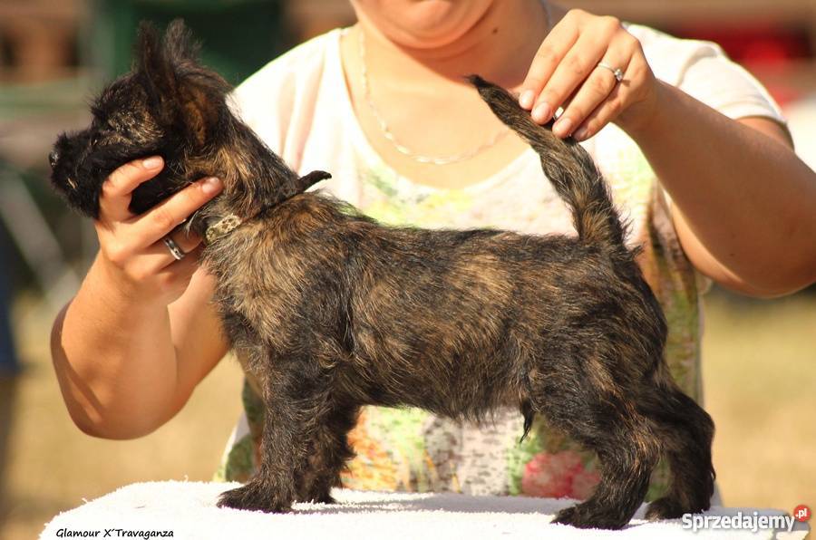 CAIRN TERRIER rodowodowe szczenięta Championach małopolskie Kraków