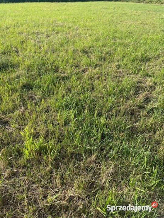 sprzedaży gruntu 300m2 Wicie 170zł/m2 Nieruchomości