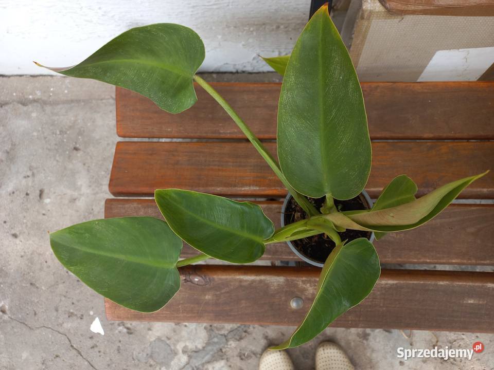 Filodendron Philodendron Tuxtlanum Tuxtla Red Wyposażenie wnętrz
