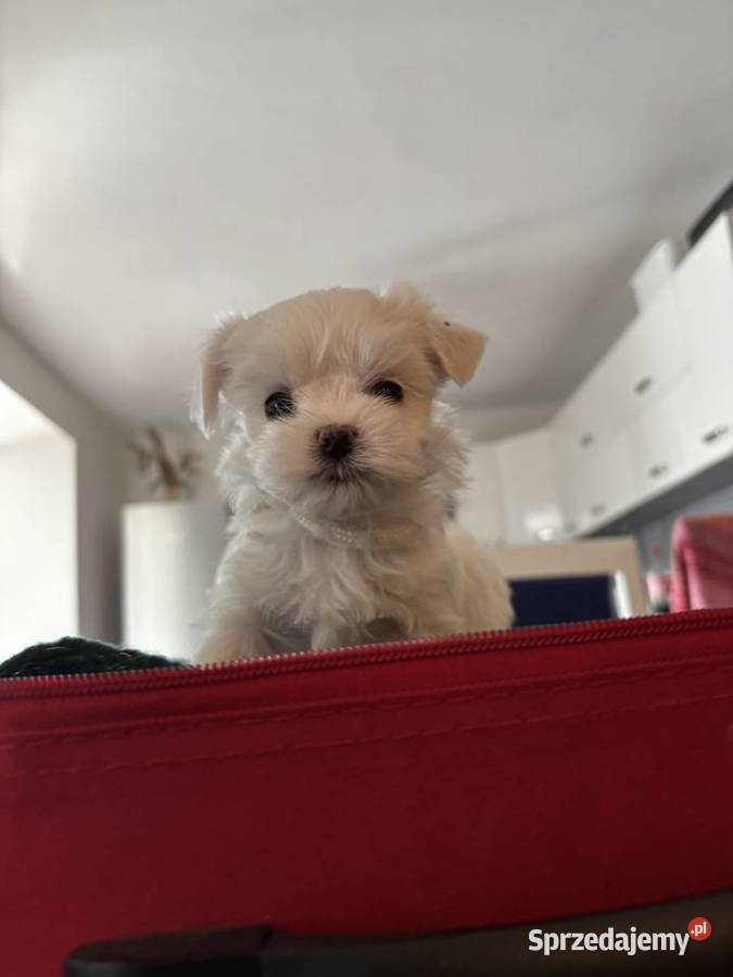 Cudowne maltańczyki Maltańczyk Łódź