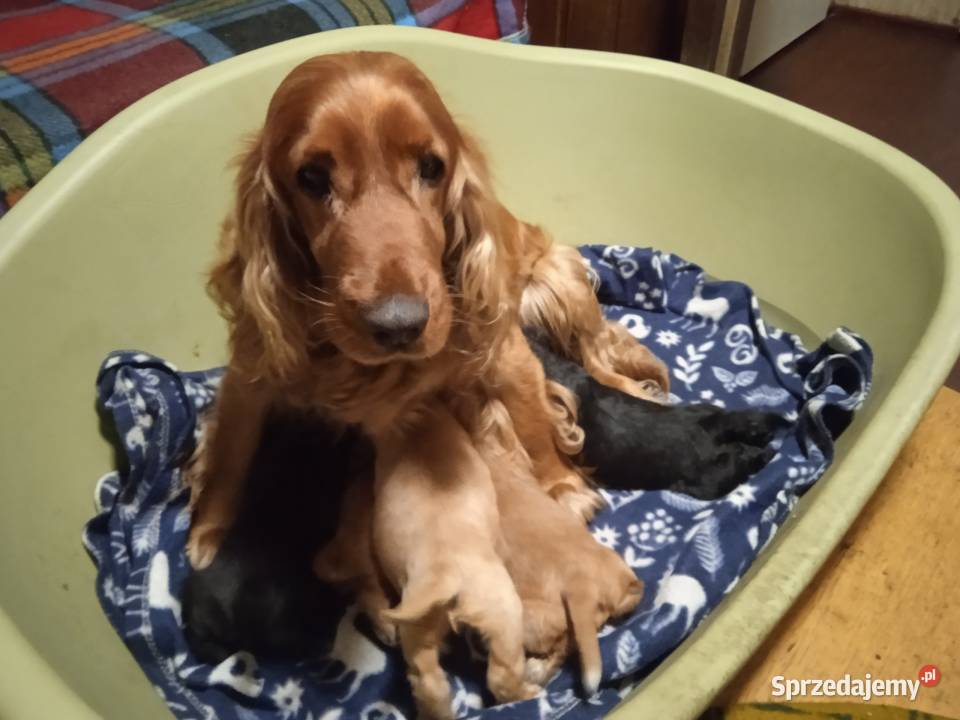 Cocker Spaniel Angielski czarnu piesek mazowieckie Okolusz