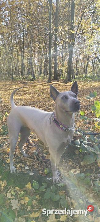 Thai Ridgeback Dog szczenięta Tarnów