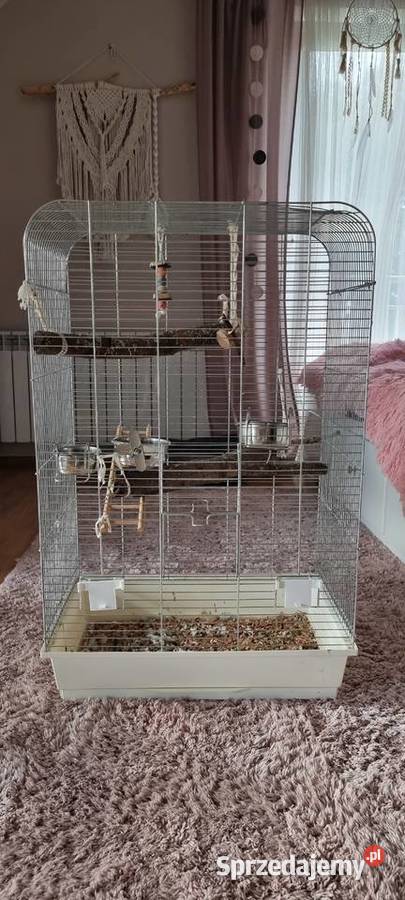 Papuga ręcznie karmiona mnicha nizinna Warszawa sprzedam