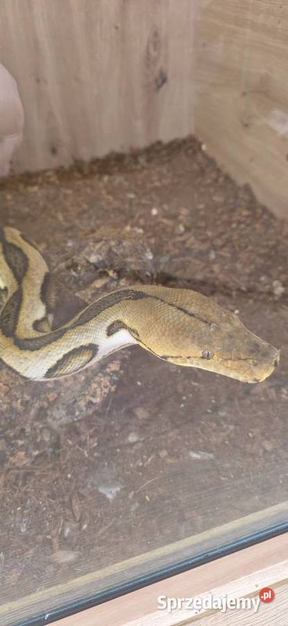 Pyton siatokwany reticulatus samiczka