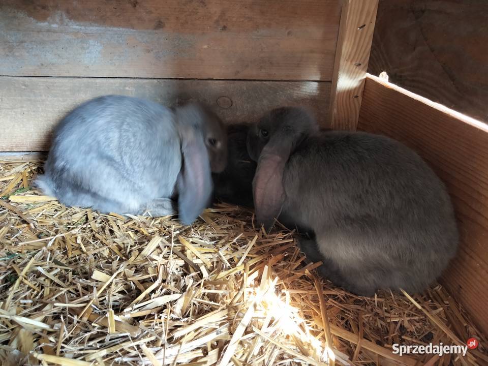Sprzedam króliki rasy Baran Francuski Niebieski Zdany sprzedam