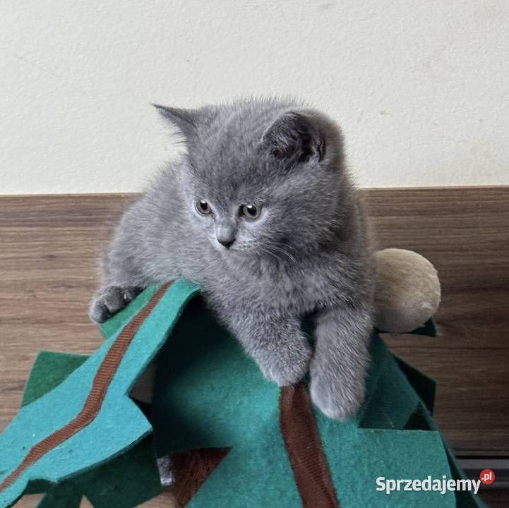 Kocięta brytyjskie Kraków