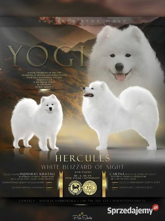 Samoyed szczeniaki FCI Odbiór Mikołaj Święta małopolskie Kęty