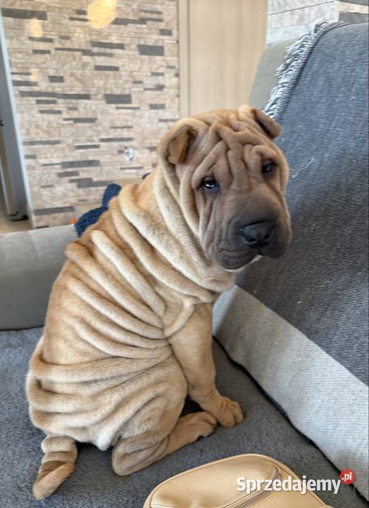 Szczenięta rasy shar pei Rębiechowo sprzedam