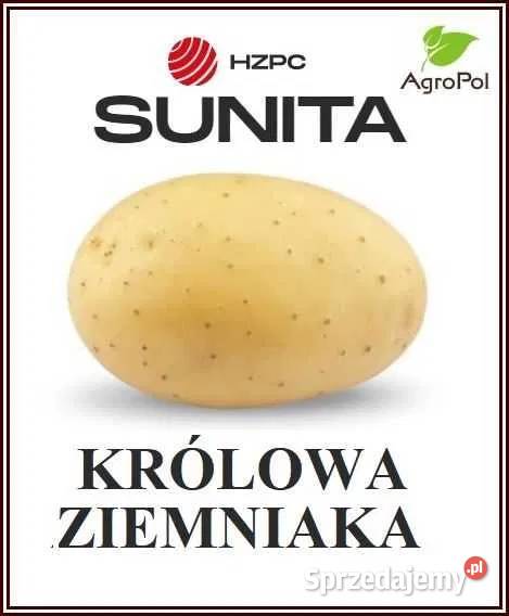 Ziemniak Sadzeniak SUNITA Królowa Ziemniaka Opalenica sprzedam