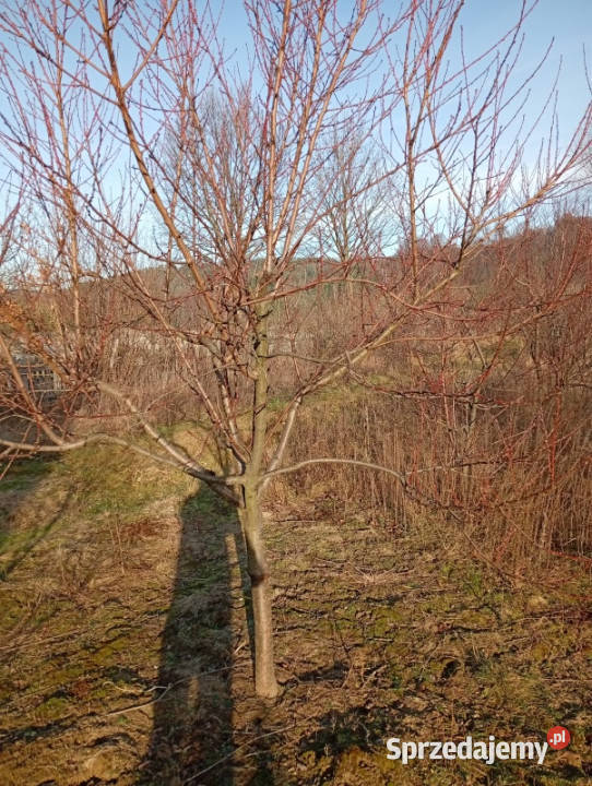 Sprzedam działkę budowlaną Ludwinów