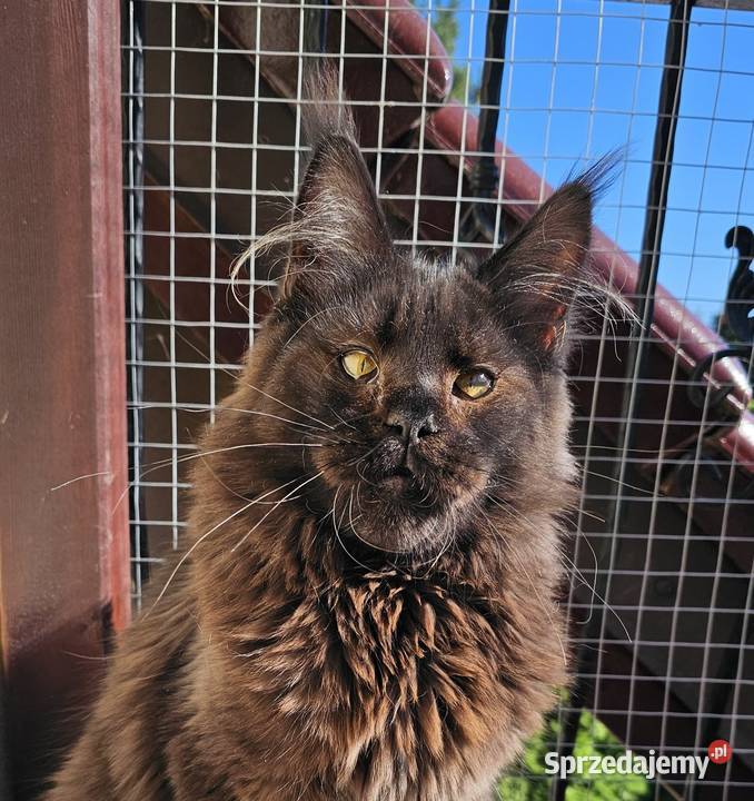 Czekoladowy Maine Coon FPL Gdańsk