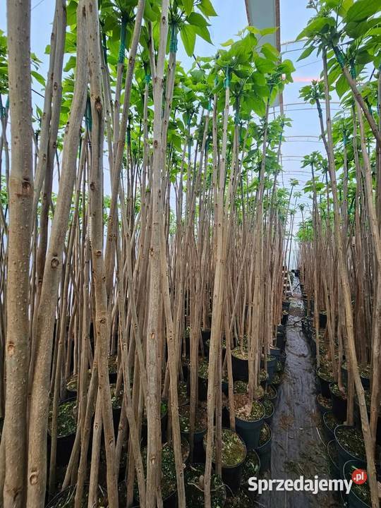 Katalpa Catalpa Nana Lubstów sprzedam