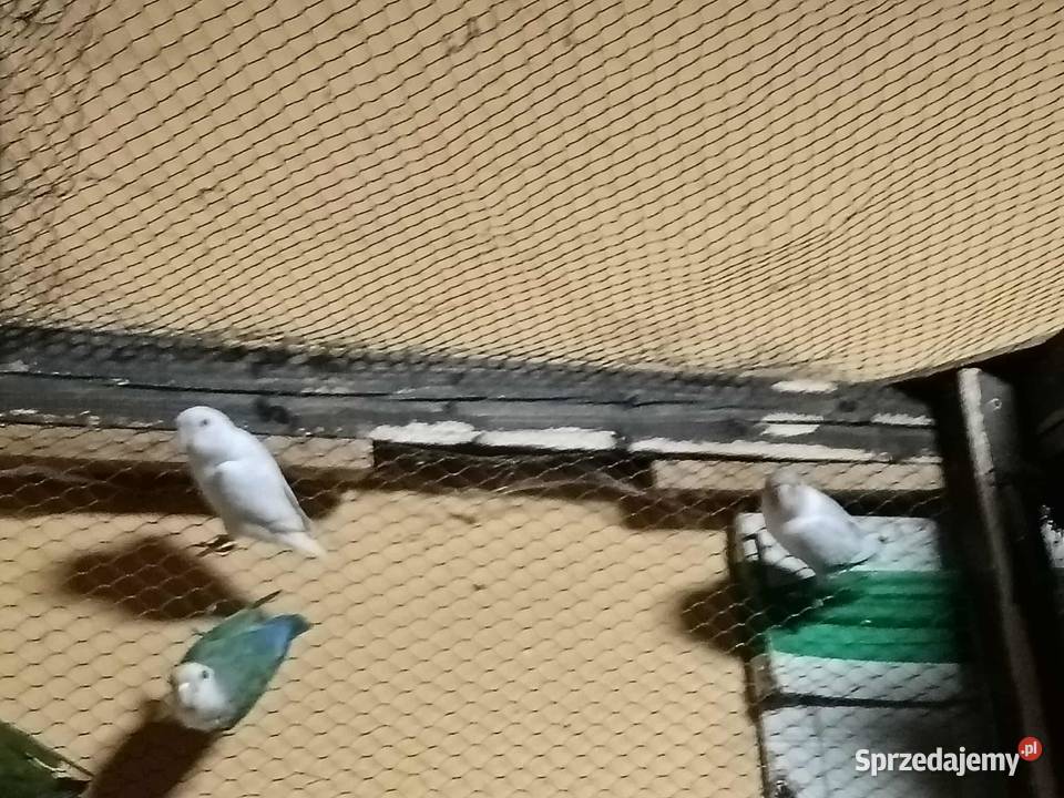 Sprzedam papużki nierozłączki