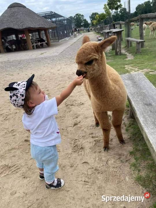 Alpaki Huacaya najwyższej jakości oswojone Poczesna