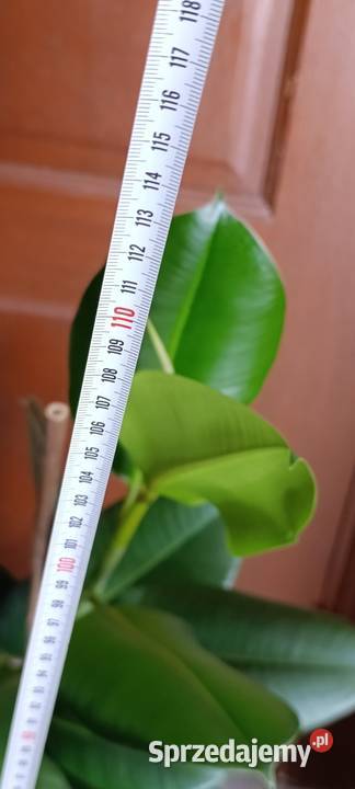 Fikus sprężysty Ficus elastica Robusta sprzedam Pozostałe Poznań