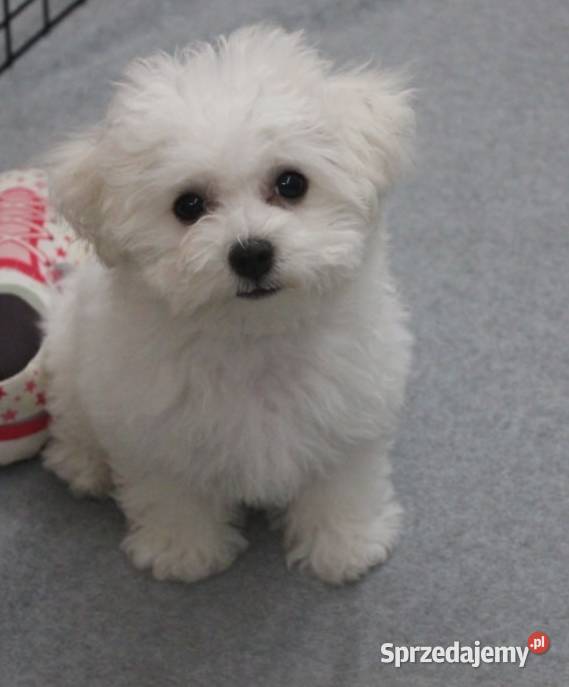 Maluchy Bichon Frise opolskie Zdzieszowice