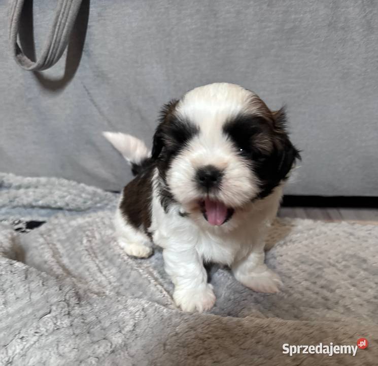 Shih Tzu samiec suka chłopczyk dziewczynka