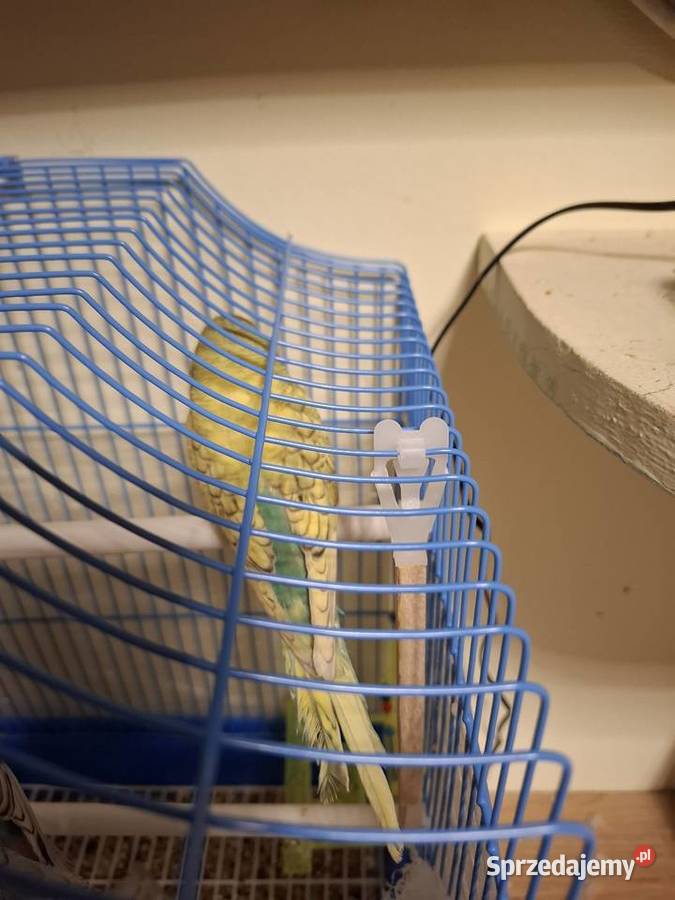 Papugi faliste młode zachodniopomorskie Stargard sprzedam