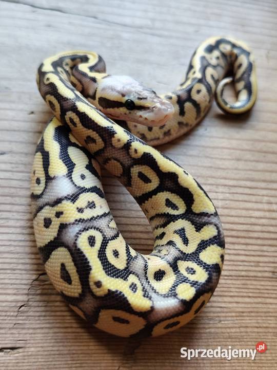 Młode pytony Królewskie
