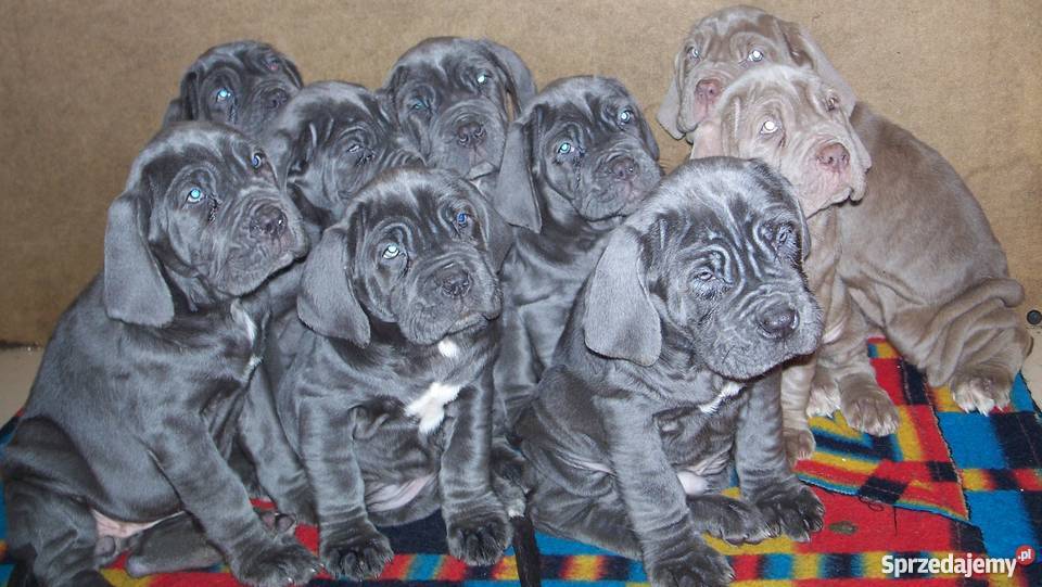 Mastino Napoletano szczenięta