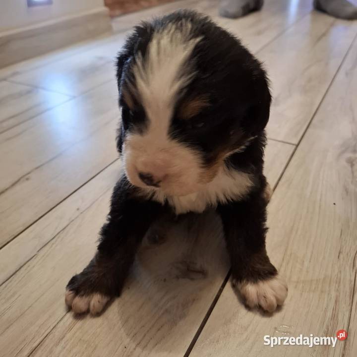 Szczeniaki berneński pies pasterski Berneński Pies Pasterski Ozorków