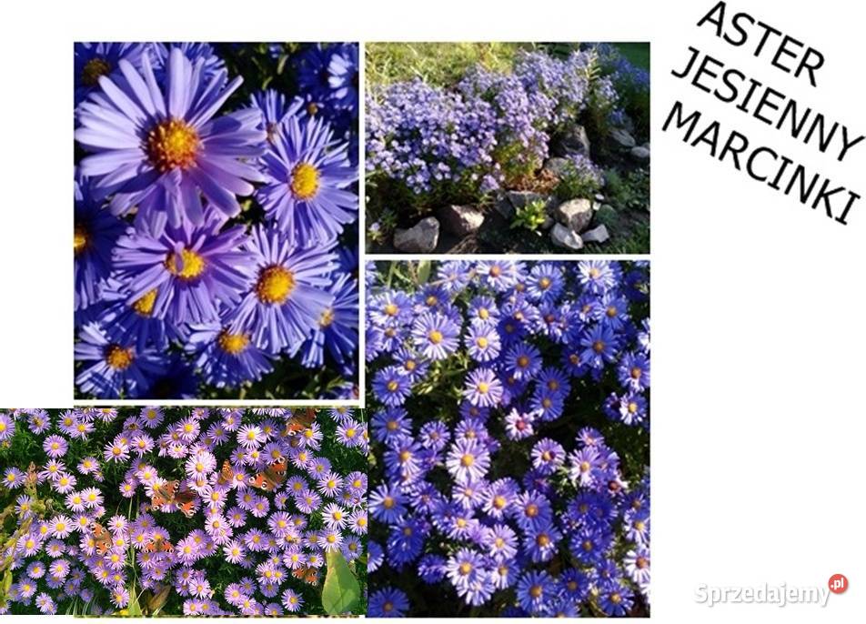 ROZCHODNIK okazały wieloletni inne roślinyWysył zachodniopomorskie Koszalin