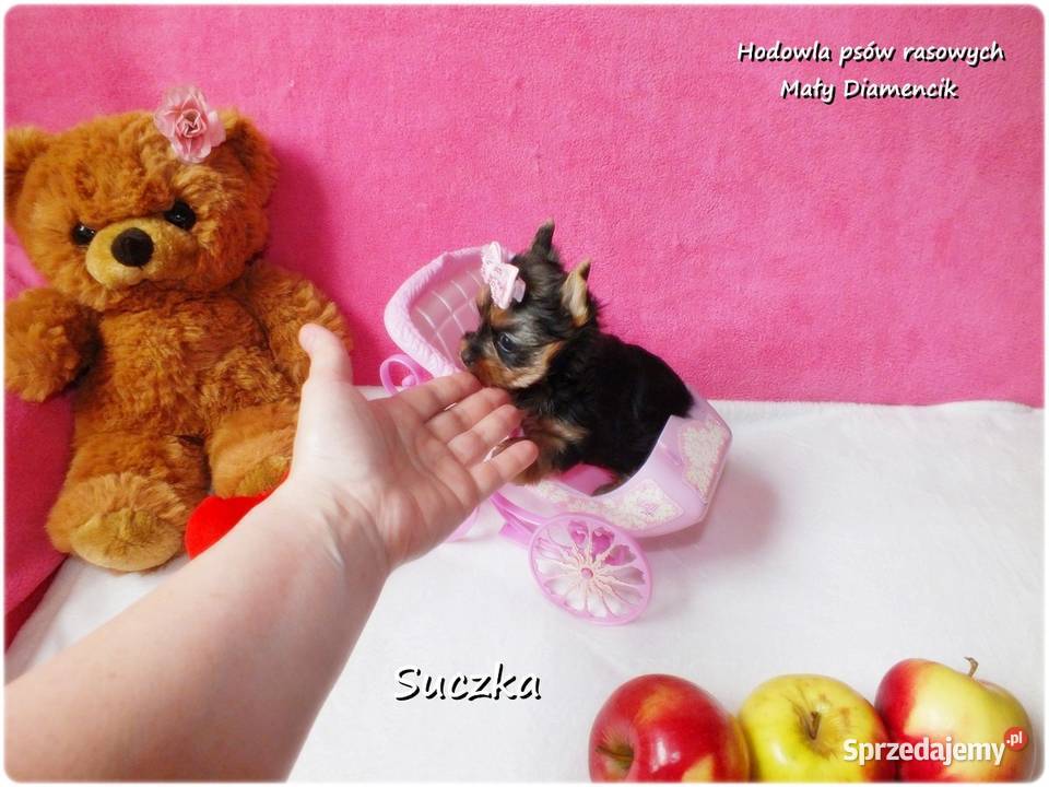 Maleńka suczka York Yorkshire Terrier z Żary sprzedam