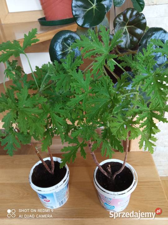 Geranium pachnące cytrynką Rośliny Białystok
