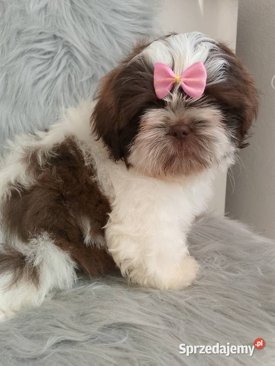 Biało czekoladowa suczka rasy ShihTzu Ostrzeszów