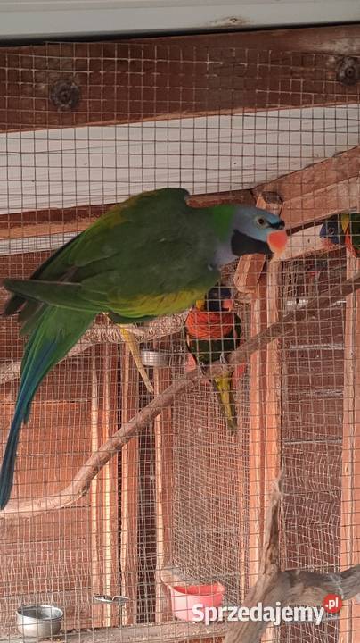 Aleksandretta chińska samiec Ptaki Parzno