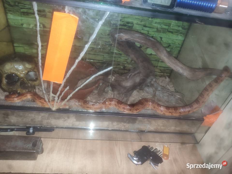 Wąż zbożowy pomarańczowy tanio