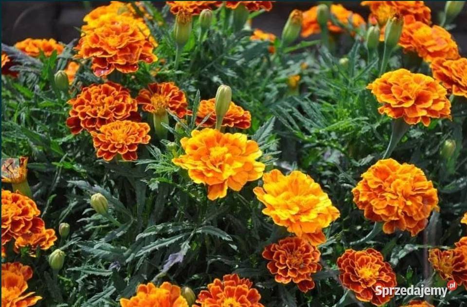 Aksamitka nasiona HURT 1 Poplon Przedplon Alfredówka