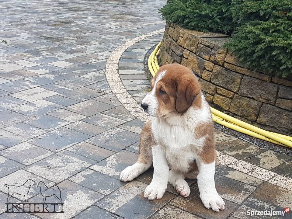 Owczarek Środkowoazjatycki FCI Suczka Kraśnik
