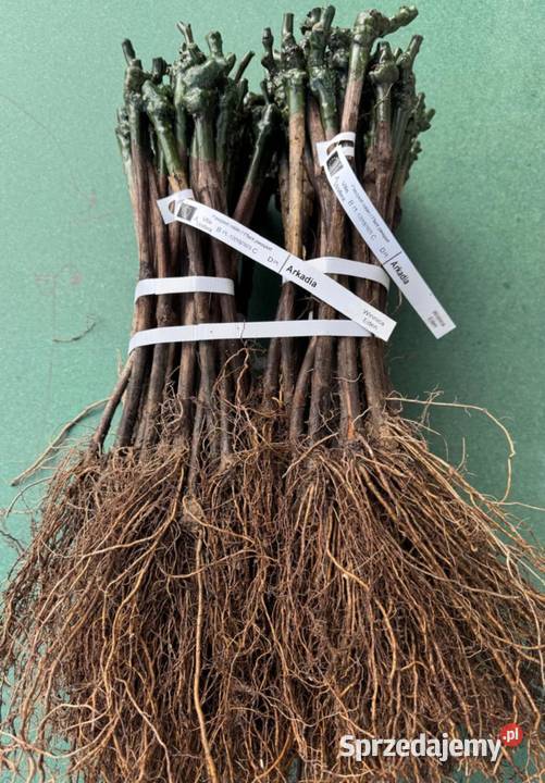 Szczepione winogrono na wino i soki Salome Łazy Brzyńskie