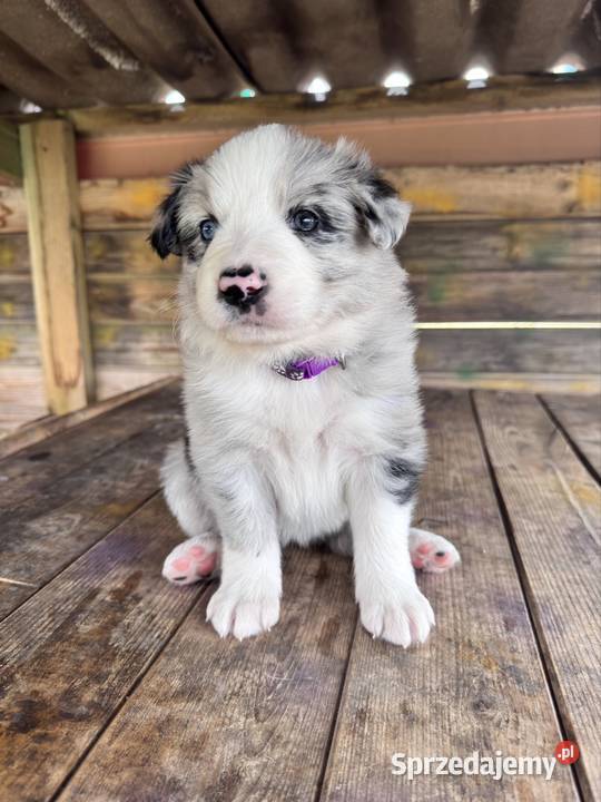 Border Collie suczka blue merle Kamień