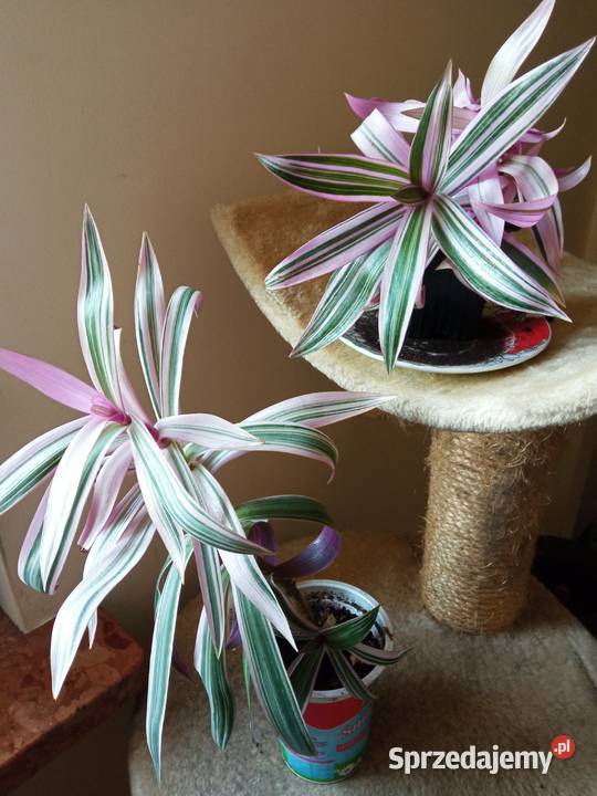 Kwiaty Patyczak i Białystok