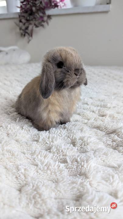 Mini lop królik miniaturka mały karzełek baranek