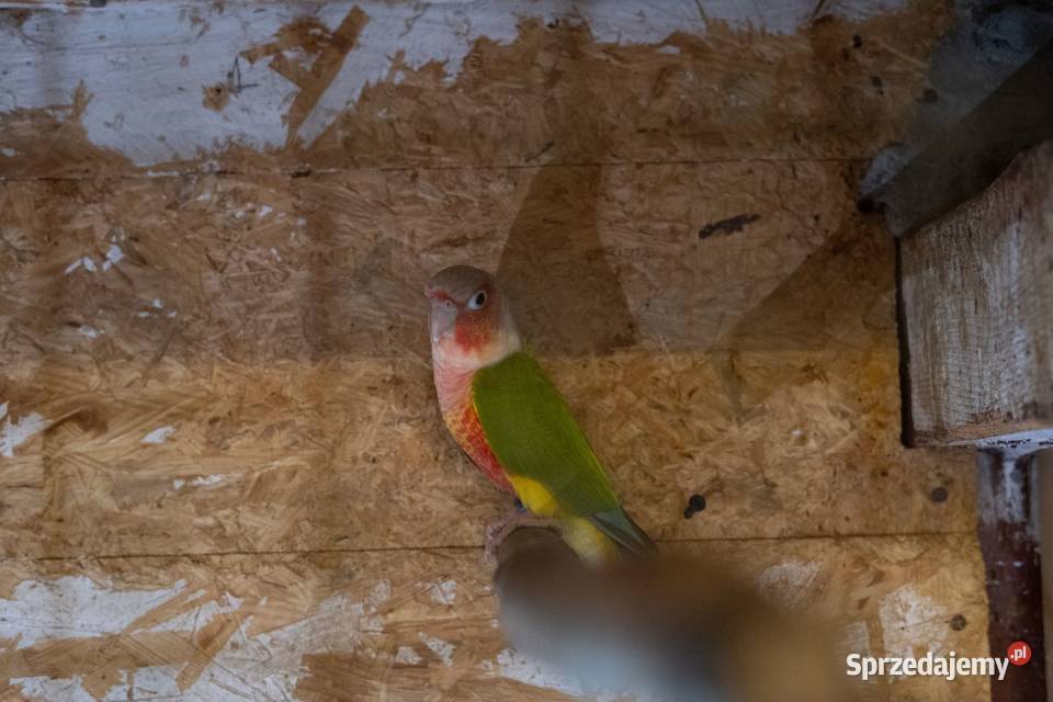 Papugi Rudosterki Red Face Para Ptaki podkarpackie Chmielnik