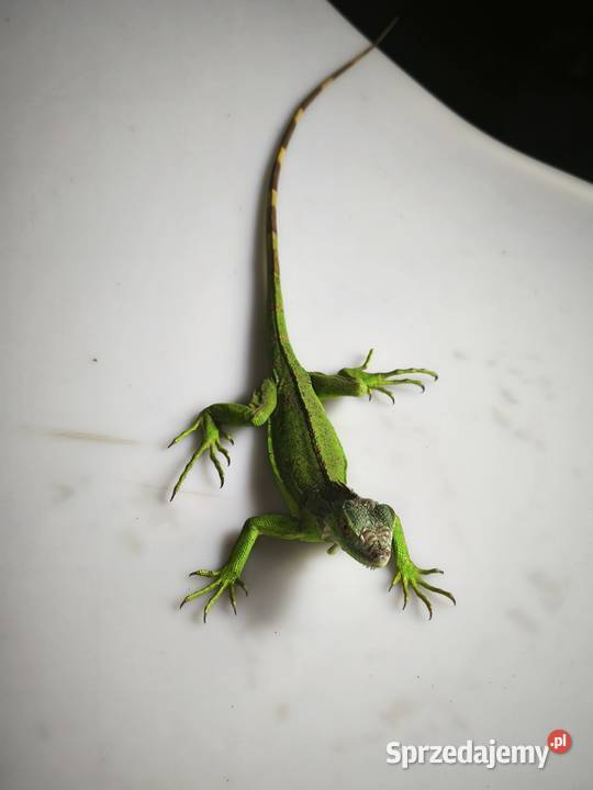 legwan zielony młody osobnik