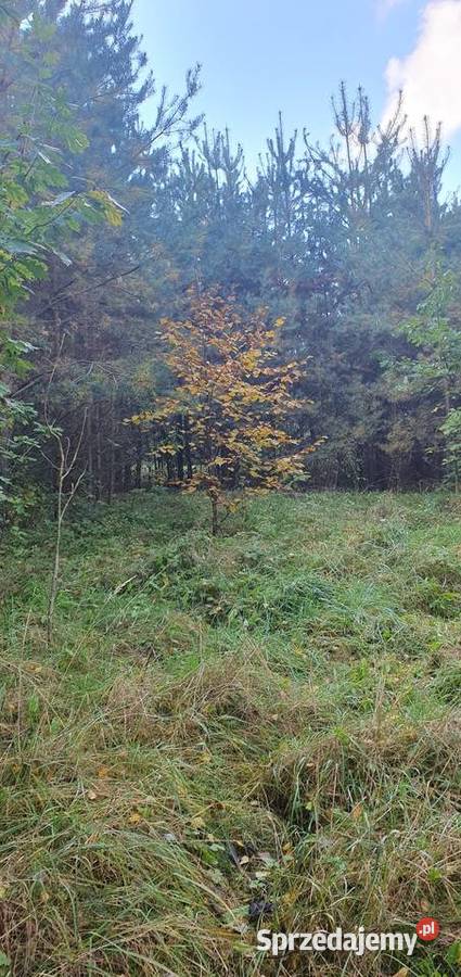 Sprzedam działkę usługowobudowlaną Bukowina Sycowska